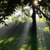 爽やかな朝の光が差し込む風景の写真