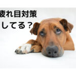 疲れ目対策について